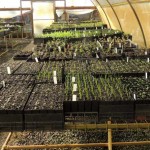 seedlings