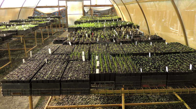 seedlings