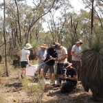 box ironbark