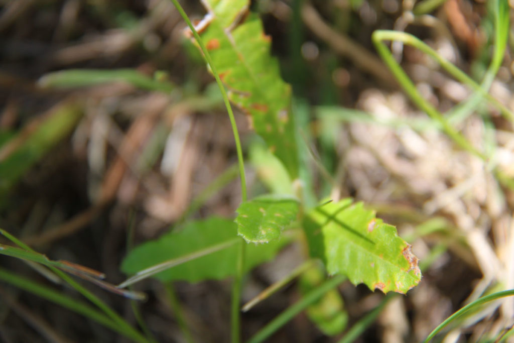 banksia seedling