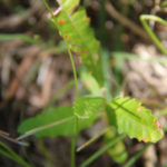banksia seedling