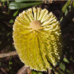 silver banksia