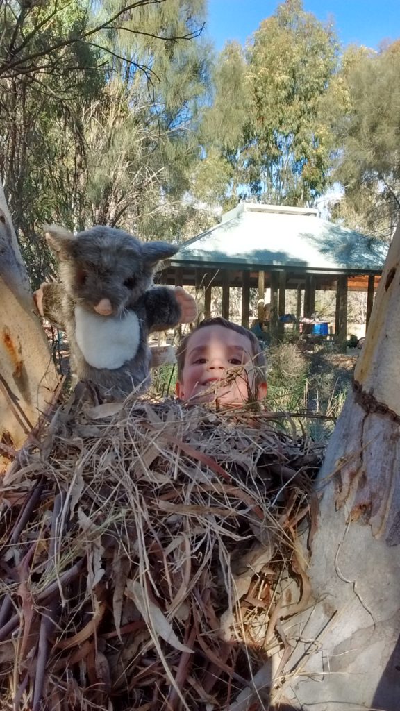 nest