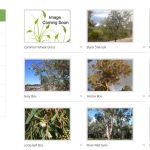 euroa arboretum plant catalogue