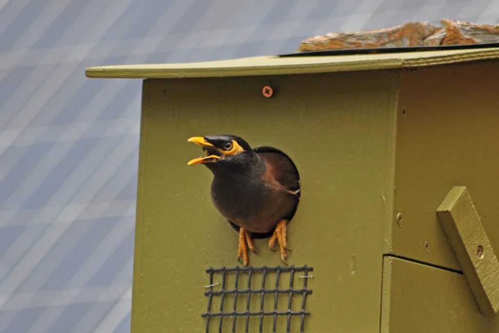 Indian Myna Strathbogie