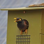 Indian Myna Strathbogie