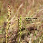 South African Weed Orchid