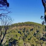 Strathbogie Forest